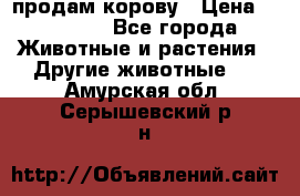 продам корову › Цена ­ 70 000 - Все города Животные и растения » Другие животные   . Амурская обл.,Серышевский р-н